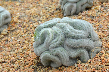 Image showing Green cactus that looks like the brain