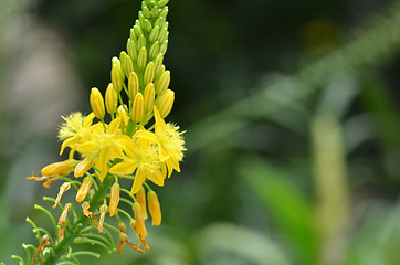 Image showing South African plant Bulbine natalensis