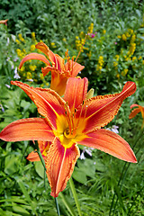 Image showing Beautiful Tiger lily in the summer garden