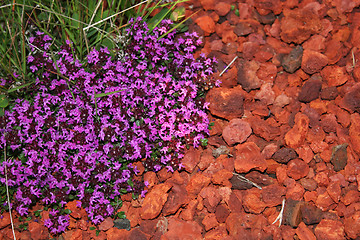 Image showing lava flowers