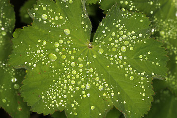 Image showing glowing droplets