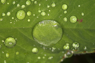 Image showing leaf drops