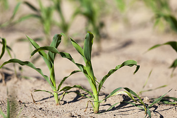 Image showing green corn. Spring