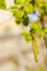 Image showing birch trees in spring