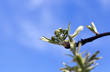 Image showing spring branch of rowan