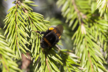 Image showing green fir tree close-up