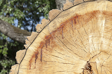 Image showing tree harvesting, close-up