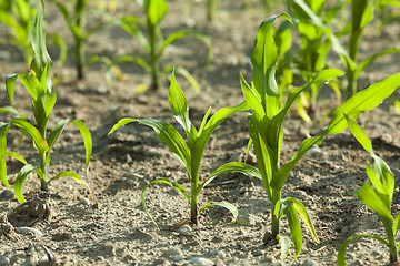 Image showing Corn field, summer