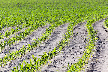 Image showing Field of green corn