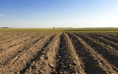 Image showing grow potatoes. furrow