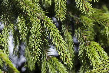 Image showing green fir tree close-up