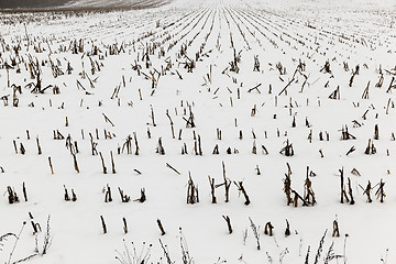 Image showing agriculture field in winter