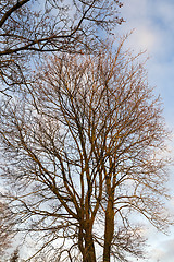 Image showing trees in the park at sunset