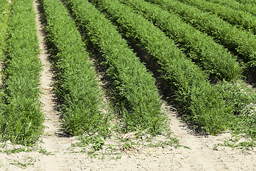 Image showing green carrot field