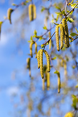 Image showing birch trees in spring