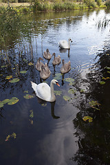 Image showing Swans family pond