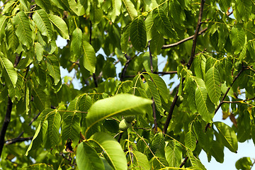 Image showing unripe green walnuts