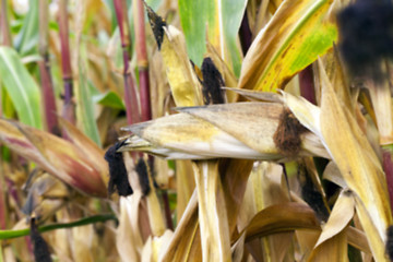 Image showing mature corn crop