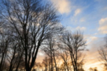 Image showing Park at sunset