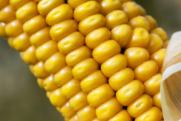 Image showing field with mature corn