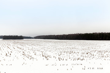 Image showing agriculture field in winter