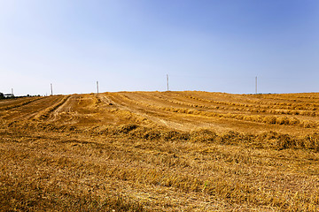 Image showing cereals during harvest