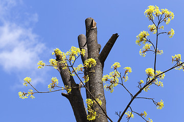 Image showing flowering maple, close up