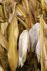 Image showing mature corn crop