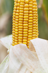 Image showing field with mature corn