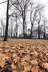 Image showing Autumn Park, overcast