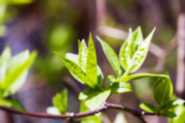 Image showing trees in the spring