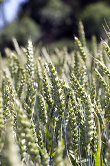 Image showing green cereals, close-up