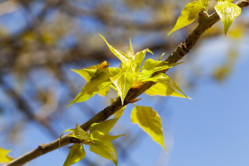 Image showing linden trees in the spring