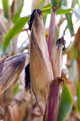 Image showing mature corn crop