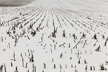 Image showing agriculture field in winter