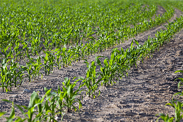 Image showing Corn field, summer