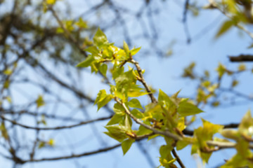 Image showing trees in the spring