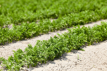 Image showing Field with carrot