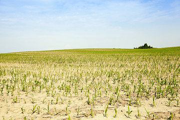 Image showing Corn field, summer time