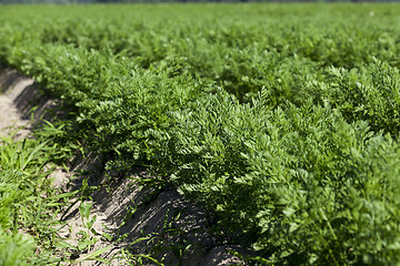 Image showing green carrot field