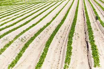 Image showing Field with carrot