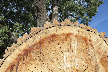 Image showing tree harvesting, close-up