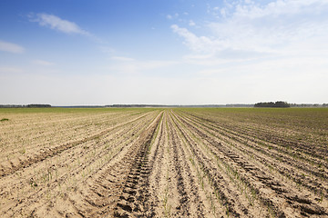 Image showing sprouts green onions