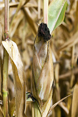 Image showing field with mature corn