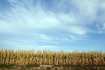 Image showing Green immature corn