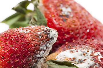 Image showing Strawberry with mold