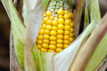 Image showing field with mature corn