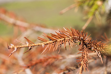 Image showing dried spruce, close-up