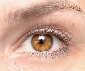 Image showing beautiful woman eye