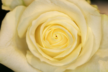 Image showing white rose